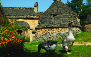 Flocking to Sarlat’s annual goose festival
