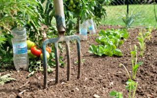 Grow your own vegetables in France