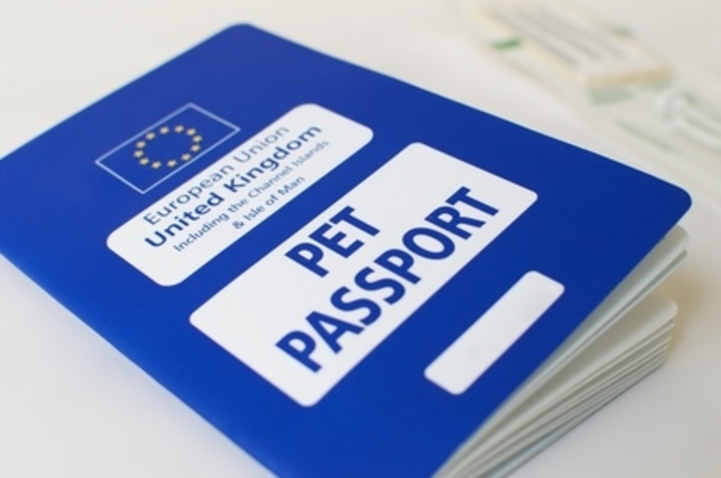 Pets and Pet Passports in France After Brexit: What’s Changed?