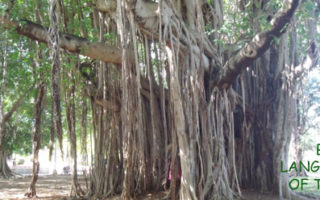 Take a Closer Look at the Limousin Tree Population