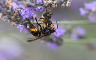 French News Weekly: Cancelled Sports, Grounded Flights and Asian Hornets