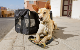 Can I travel with pets during the Covid-19 pandemic?