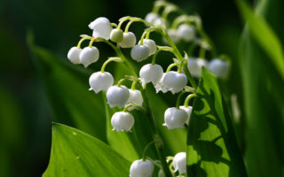 Muguet – a May Day Tradition Dating Back to 1561