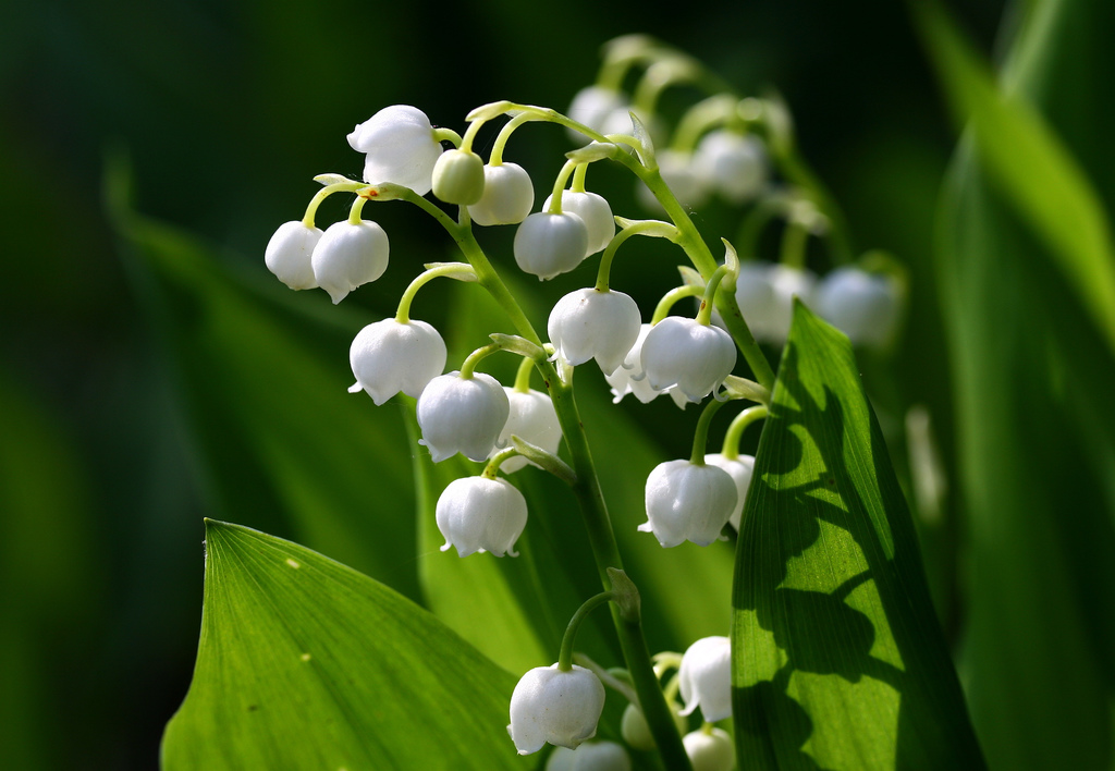 muguet-lilly-of-the-valley-by-Muffet-via-Flickr.jpg