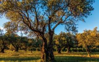 The Accidental Olive Farmers