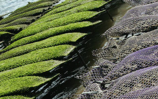 Peak Demand for Oyster Farmers in France