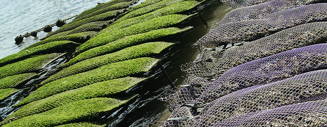 Peak Demand for Oyster Farmers in France