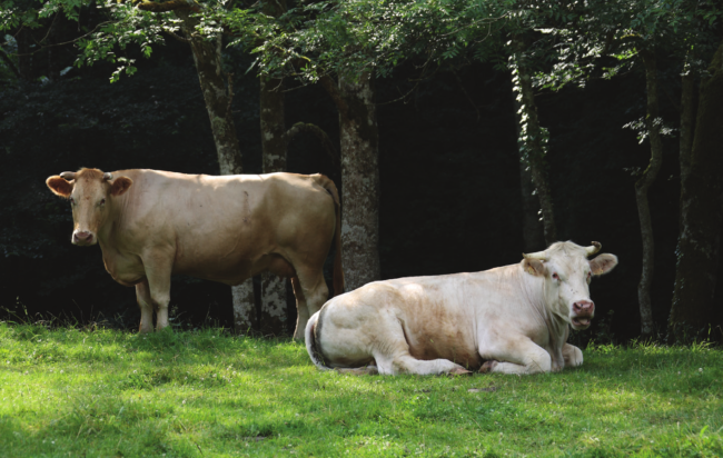 Taste of the Terroir – Mayenne