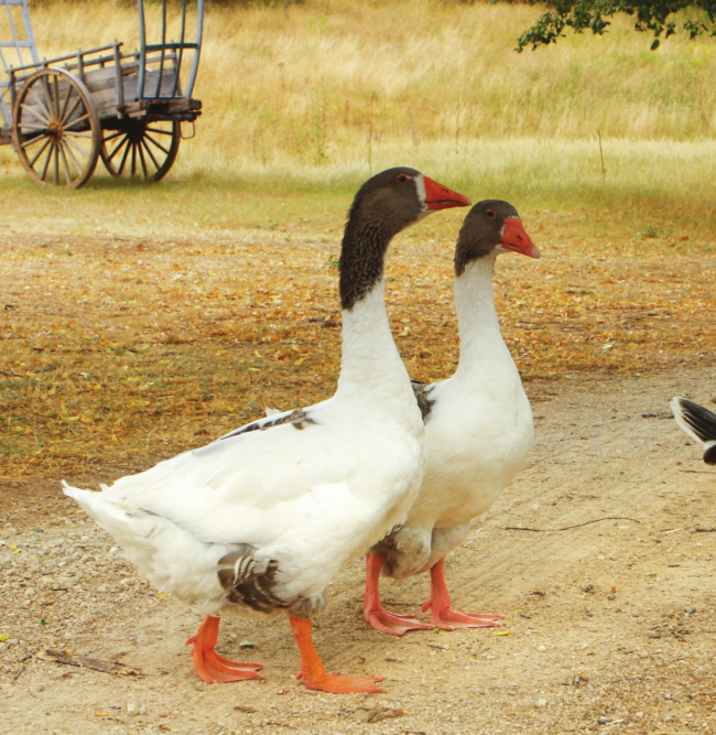 Memories of Gascony – French Kitchen