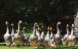 Taste of the Terroir – Delights of the Dordogne