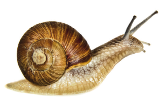 Farming at a Snail’s Pace...