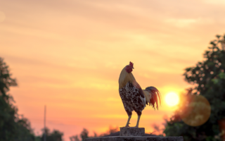 French News Digest: Is Facebook currency the next big thing?