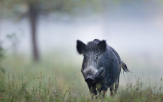 French News Digest: Boar Hunting and Brexit Squabbles