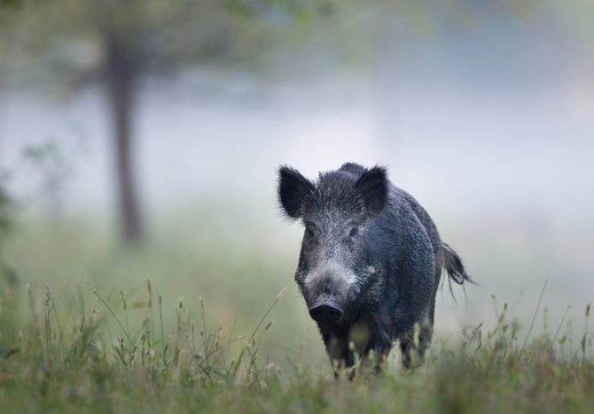 French News Digest: Boar Hunting and Brexit Squabbles