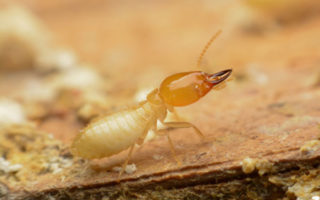 Termites in French Houses