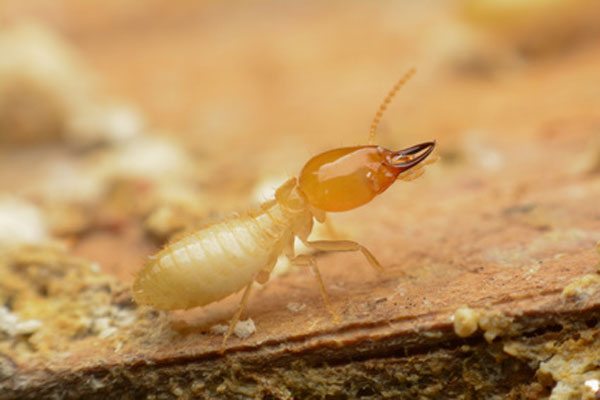 Termites in French Houses
