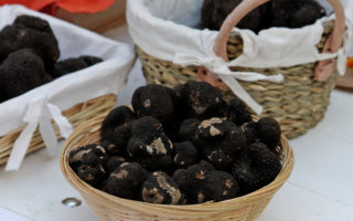 Black truffles from the Languedoc