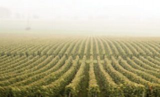 1884 a Star Is Born…