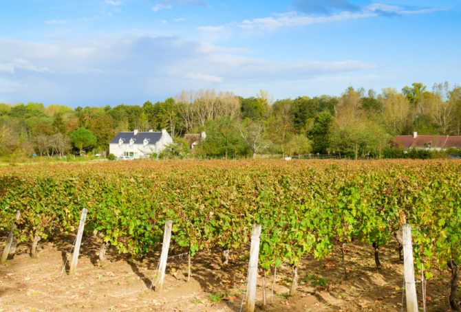 Property Update: Top Tips on Buying a Vineyard