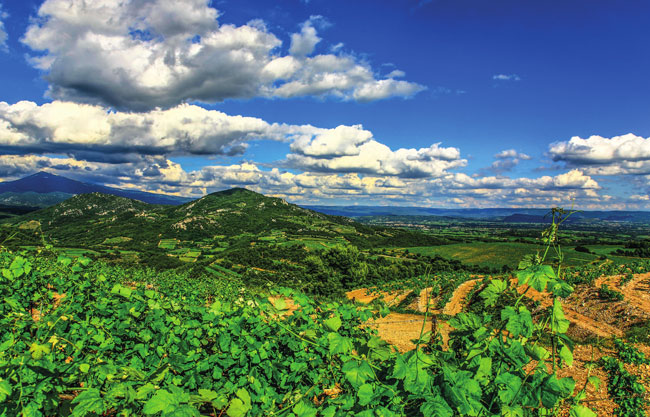 Guide to Buying a Vineyard in France