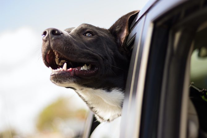 Travelling by Ferry With Your Dog Between France and the UK