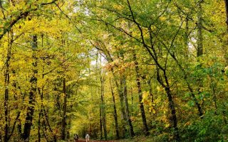 Owning Property with Woodland or Forestry in France: Preparing a Plan Simple de Gestion
