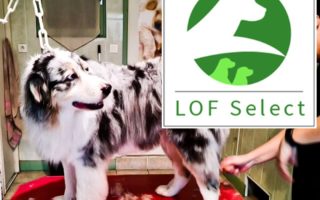 Registering and Breeding Pedigree Dogs in France: Puppies, LOF & the Société Centrale Canine