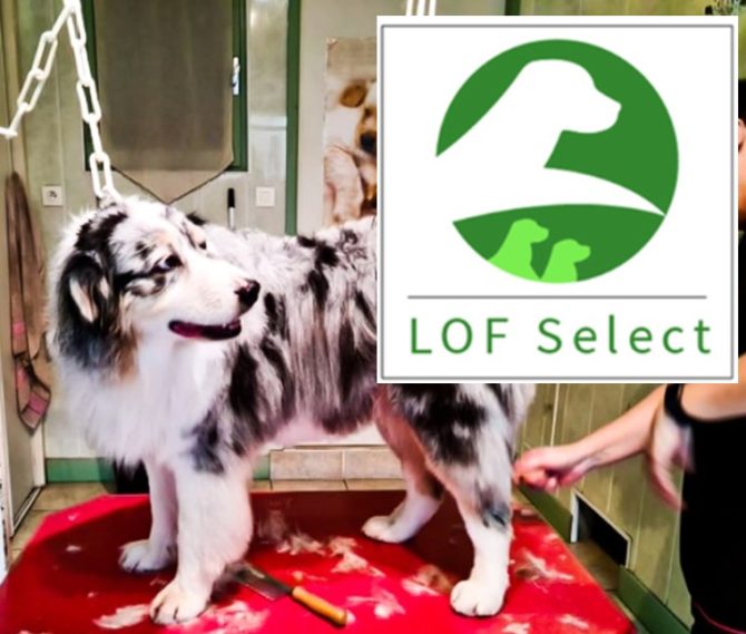 Registering and Breeding Pedigree Dogs in France: Puppies, LOF & the Société Centrale Canine