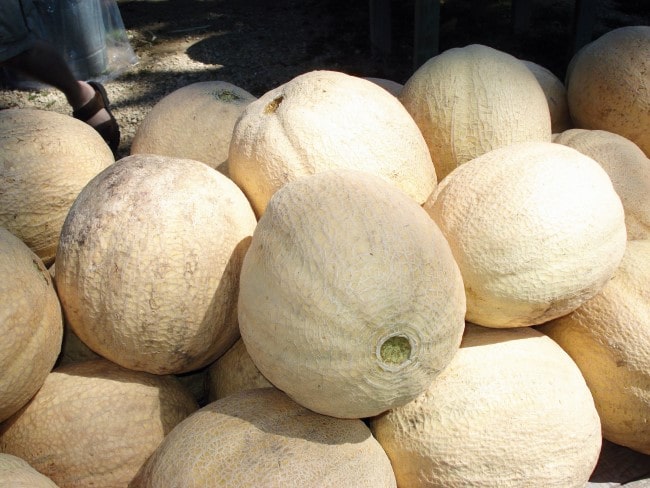 photos of a few melons du quercy