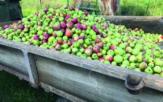 Living in France: Life as a Cider Maker in Gascony