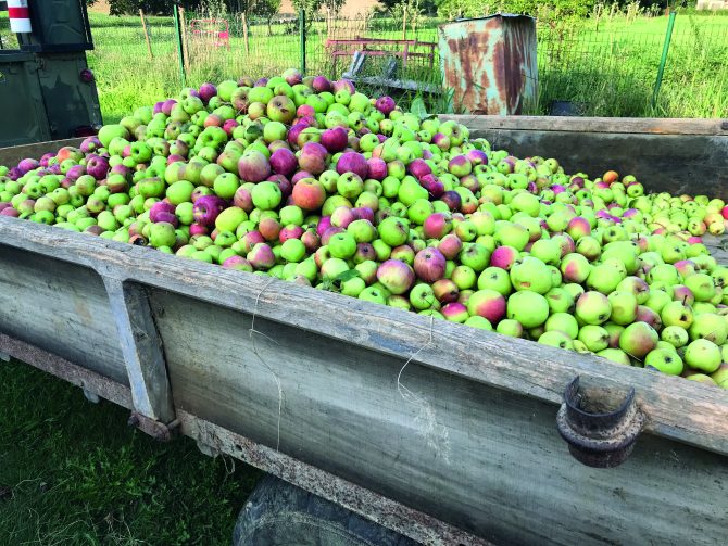 Living in France: Life as a Cider Maker in Gascony