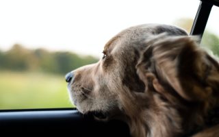 Travelling to France with Your Pet Post-Brexit...