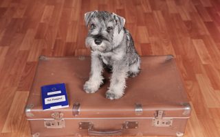Reader Question: Can I Get an EU Pet Passport in France as a...