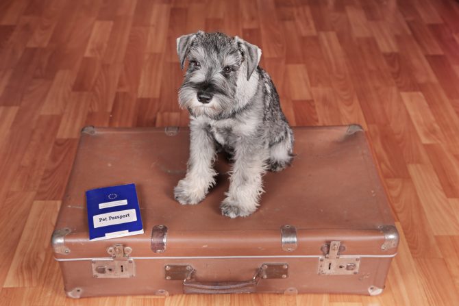 Reader Question: Can I Get an EU Pet Passport in France as a Second-Home Owner?