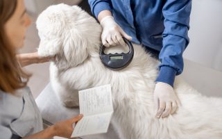 What Is an Animal Health Certificate & Does Your Pet Ne...