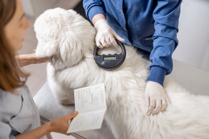 What Is an Animal Health Certificate & Does Your Pet Need One?