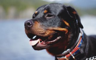 Can I Bring My Pit Bull, Staffy, or Rottweiler to France?