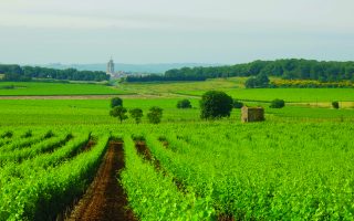 Real Life Stories: Running a Vineyard in the Languedoc