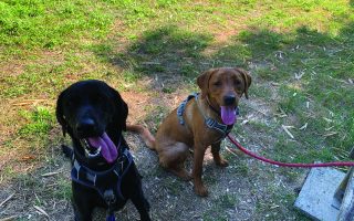 Moving to France: A Dog’s Diary