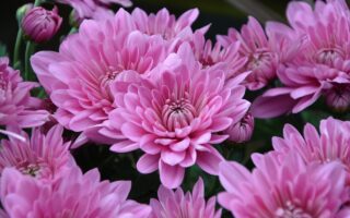 La Toussaint or All Saints Day in France