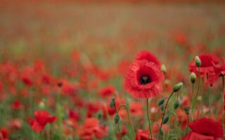 What You Need to Know About Armistice Day in France
