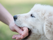 What to do if you get bitten by a dog in France...