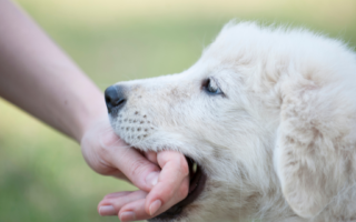 What to do if you get bitten by a dog in France