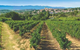 Becoming a Vigneron in France: A Comprehensive Guide to Winemaking