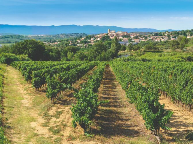 Becoming a Vigneron in France: A Comprehensive Guide to Winemaking