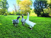 Real Life: The Brits Who Moved to France to have Alpacas, Ho...