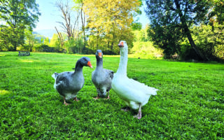 Real Life: The Brits Who Moved to France to have Alpacas, Horses & Poultry