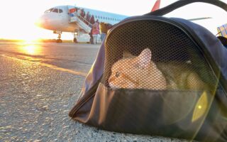 New Rules for Travelling to the EU with Pets: News Digest