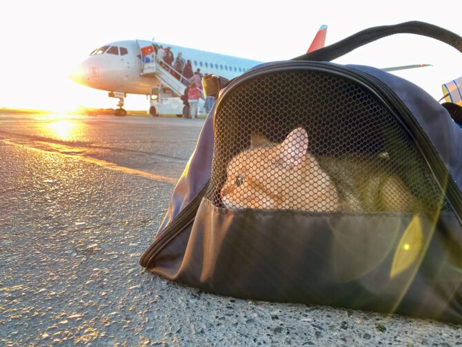 New Rules for Travelling to the EU with Pets: News Digest