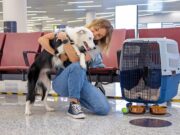 Moving Pets to France: What Owners Need to Know...